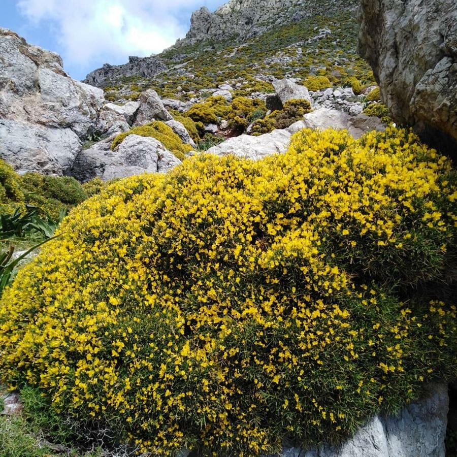 Prázdninový dům Tilos Island House Megálon Choríon